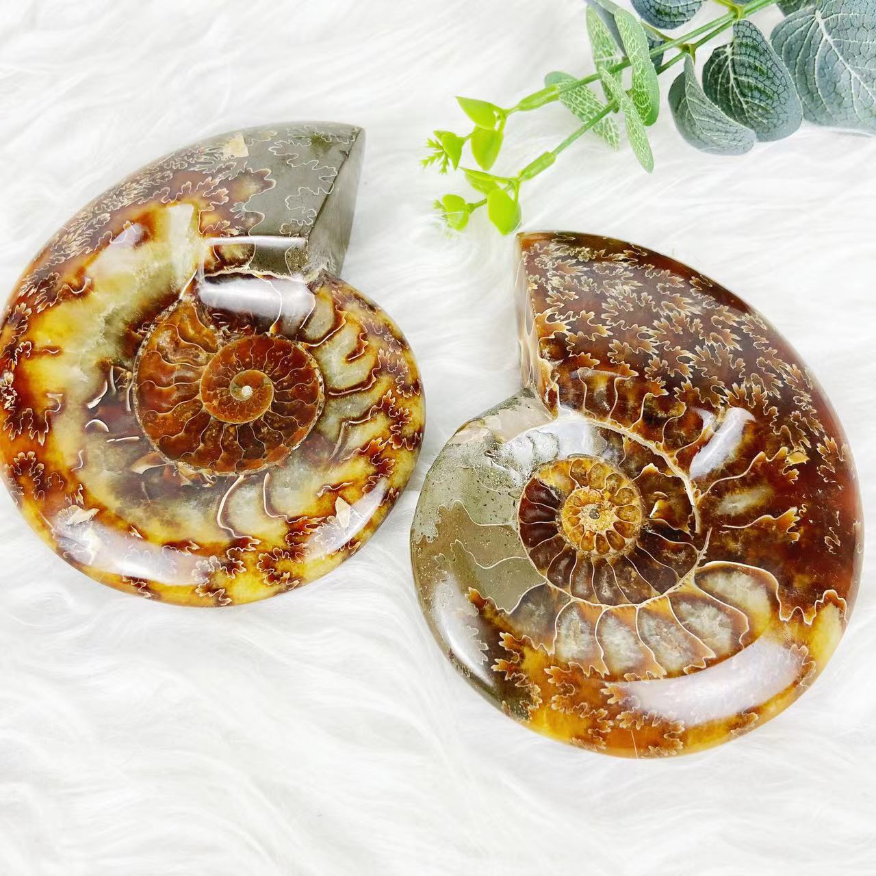 Ammonite Fossils